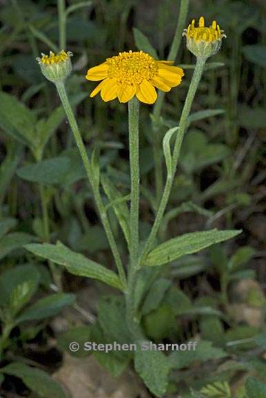 eriophyllum lanatum var grandiflorum 2 graphic